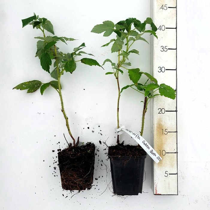 Sadzonki maliny| Malina żółta Golden Queen |2-letnie|certyfikat CAC|P9