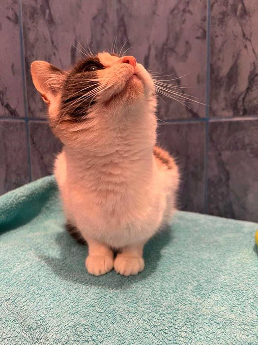 Шукає люблячий дім кицька