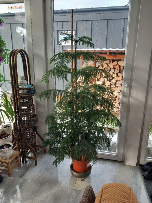 Jodła pokojowa Arankaria wyniosła