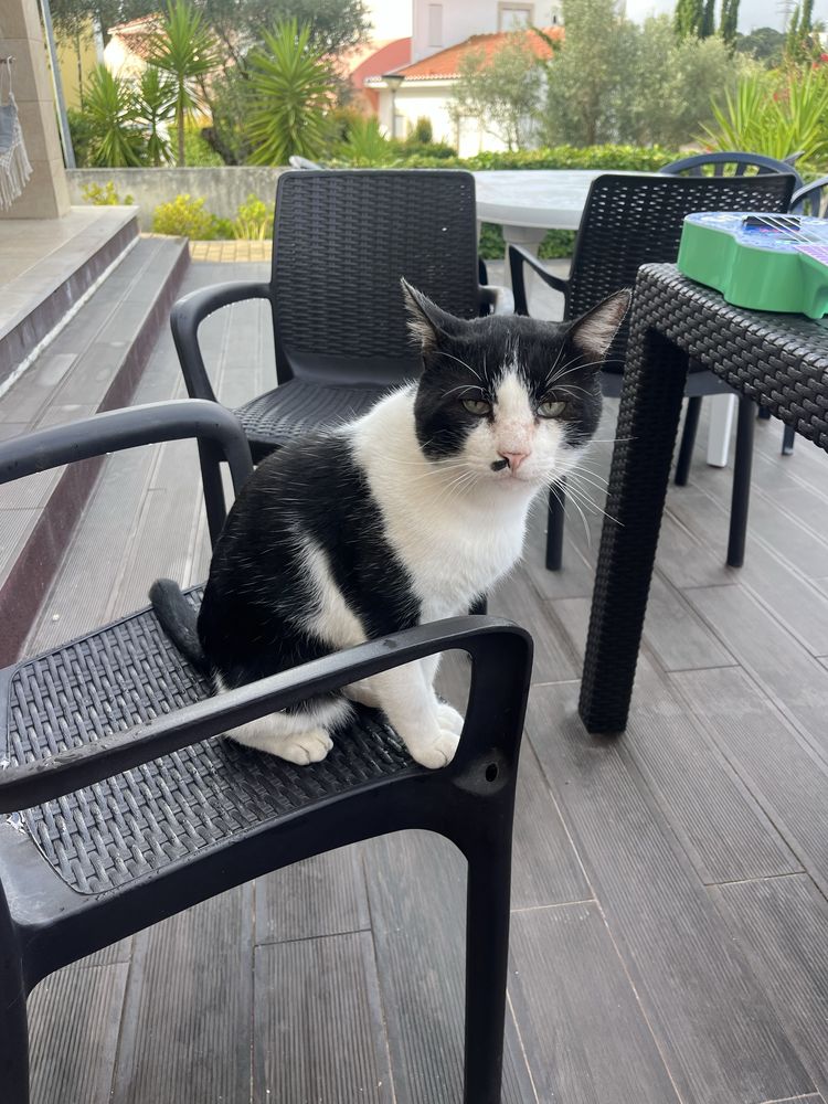 Gato para adoção