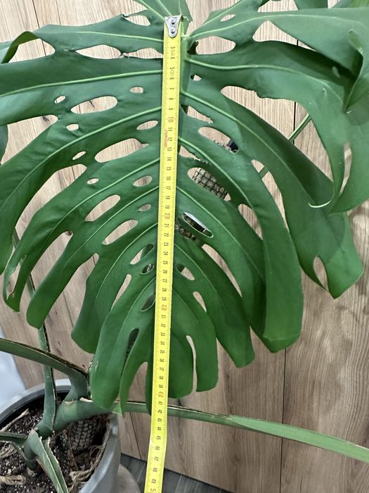 Монстера дорослий вазон