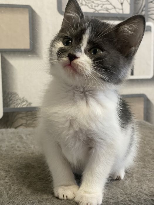 Ищут дом 2 месячные котята