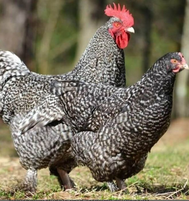 Курка несушка породи чеський домінант.