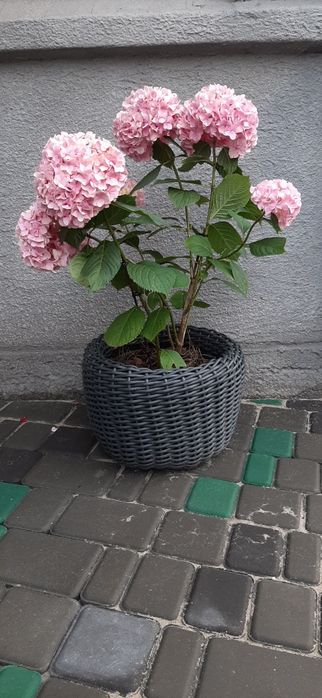 Гортензия рожева широколистна, біла древовидна Анабель