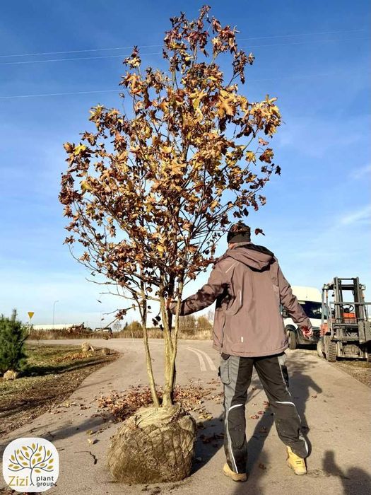 Liquidambar s., ambrowiec amerykański, 200-300cm, wielopniowy, bryła