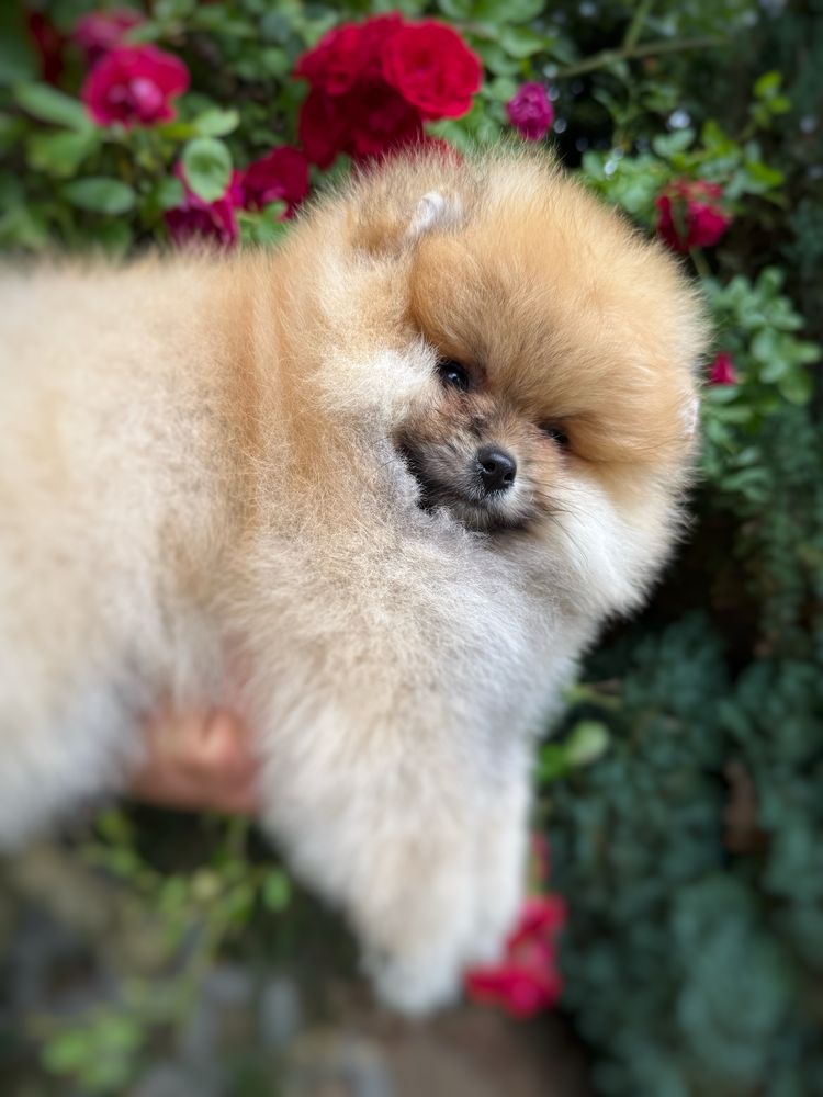 Pomeranian Szpic miniaturowy Miś orange Suczka Zkwp FCI