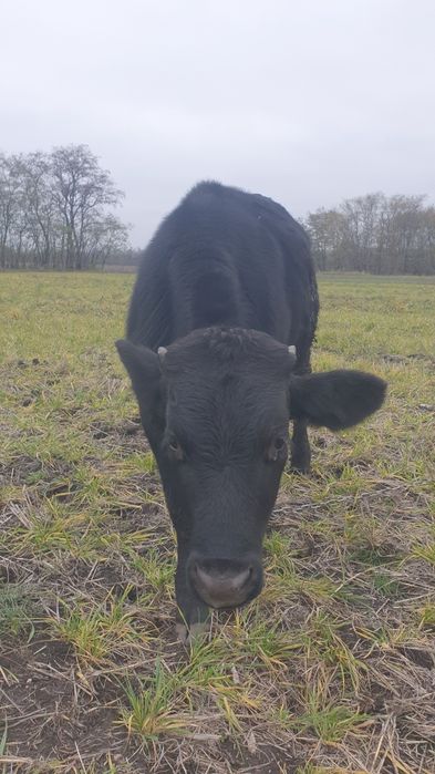 Продам  бичка...