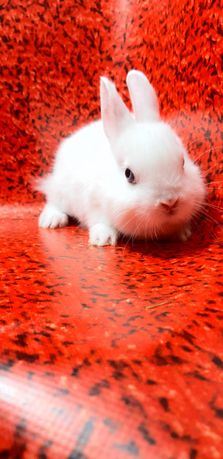 Карликовые супер мини кролики декорат.торчеухие и вислоухие кролики