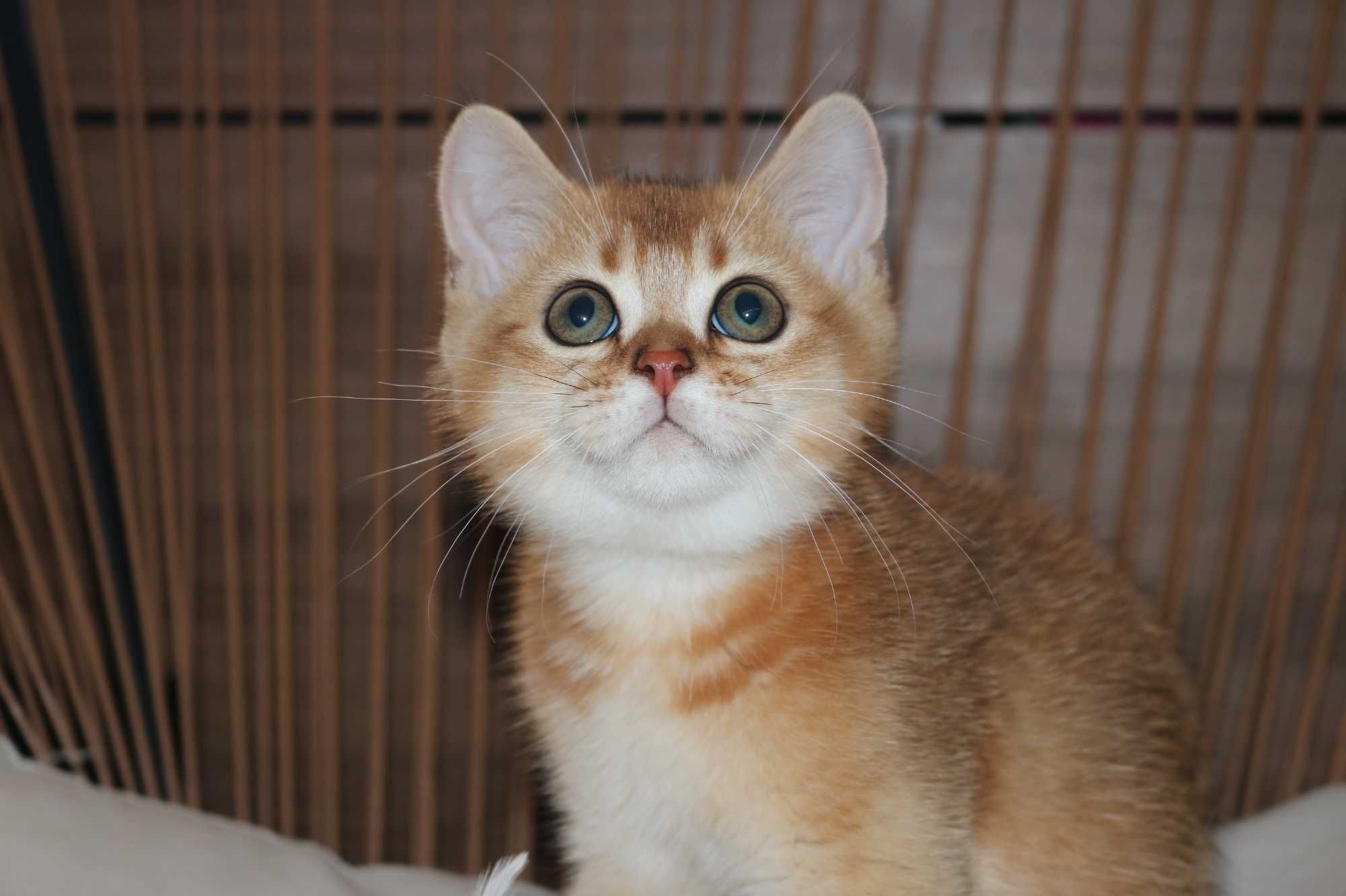 gatinho scottish straight golden