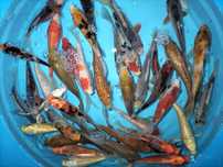 Carpas Koi  + 15 cm