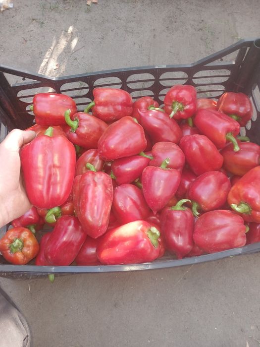 Продам перец оптом виктория сладк цена договорная ий