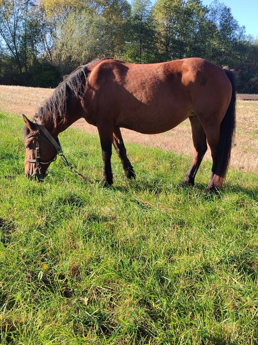 Молода робоча кобила