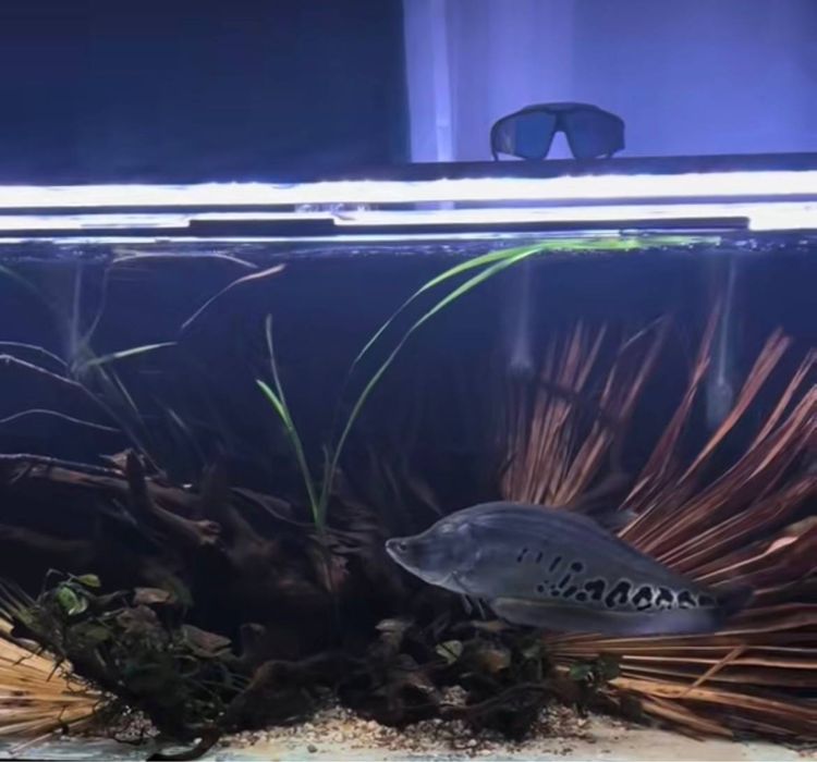 Nożowiec Chitala  45 cm