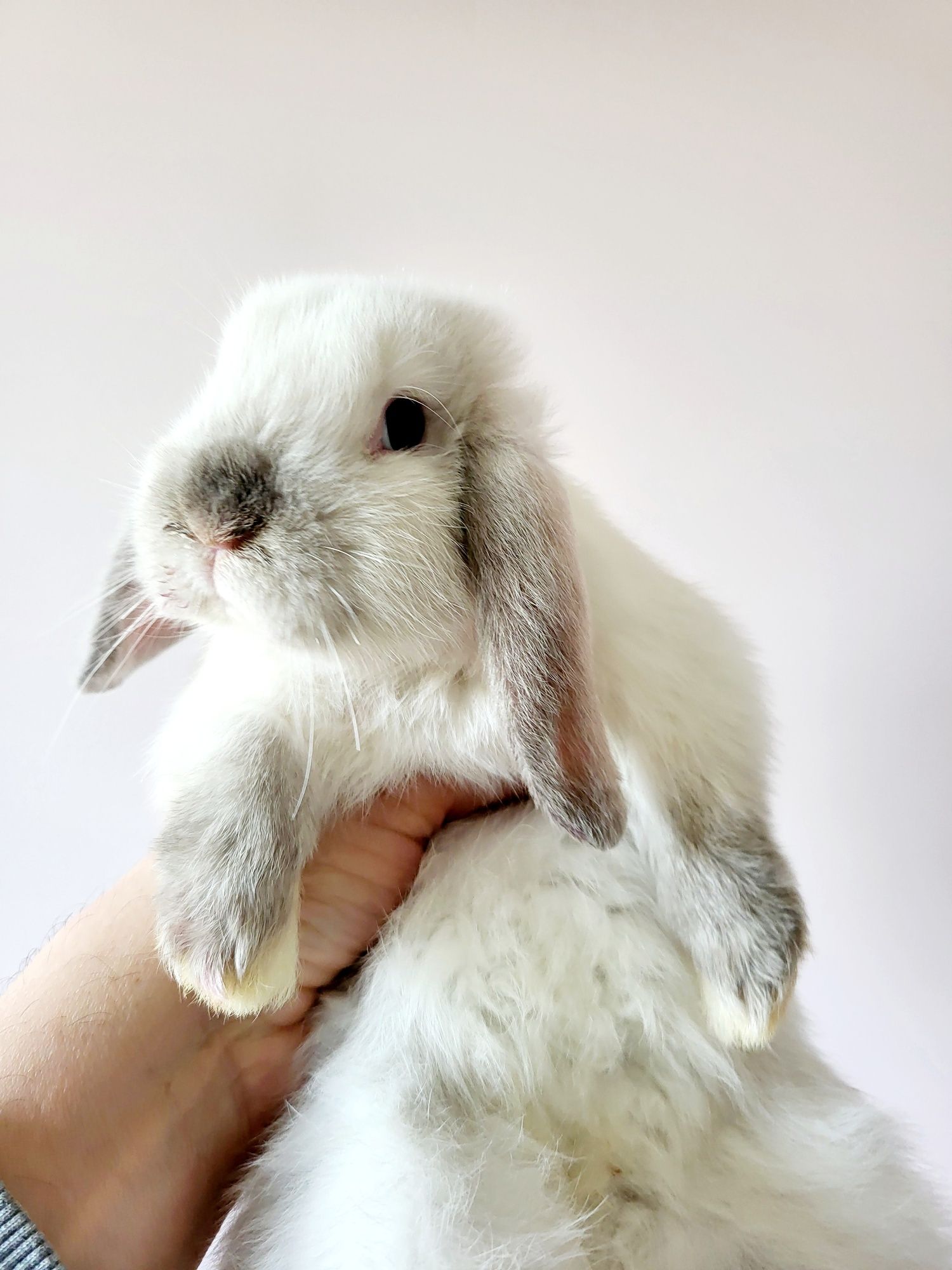 Karzełek baranek - Mini Lop