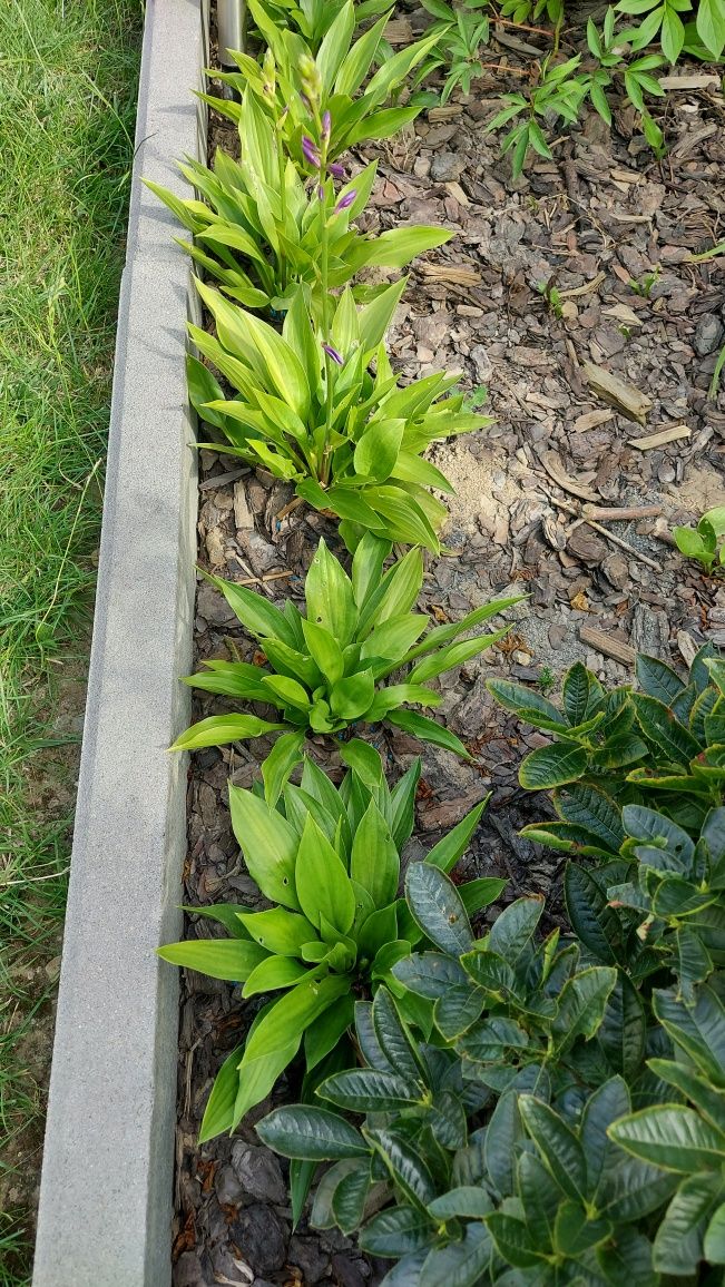 Pachnącą hosta z ogrodu