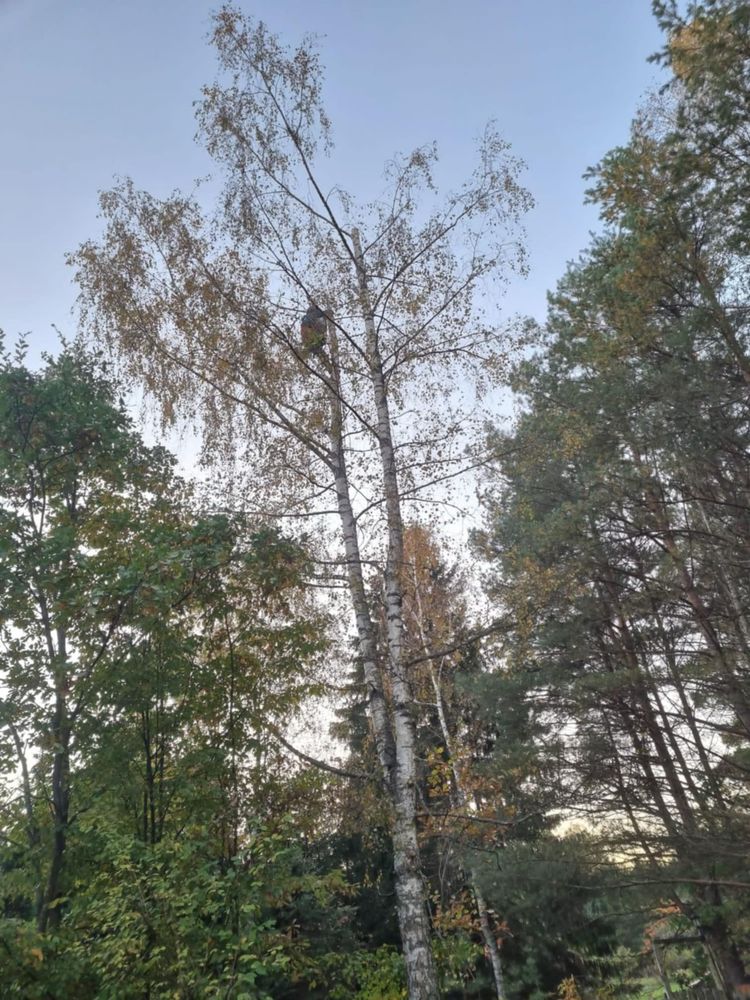 Wycinka drzew , przywracanie nieużytków, usługi rolne