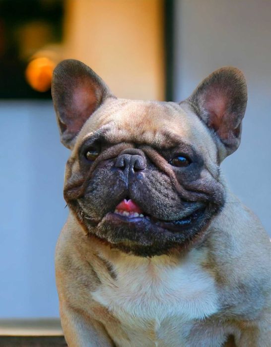 Вязка Французский бульдог палевого окраса