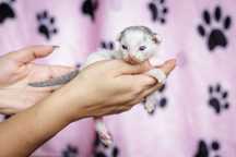 Devon Rex* Chłopczyk/Boy* Niebieski Arlekin DRX a02