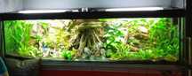 Akwarium 840L z Pełnym Wyposażeniem Led Slim, Fluval FX6, Manacapuru