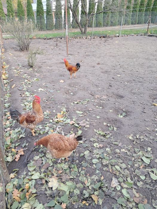 Piękne młode koguty.