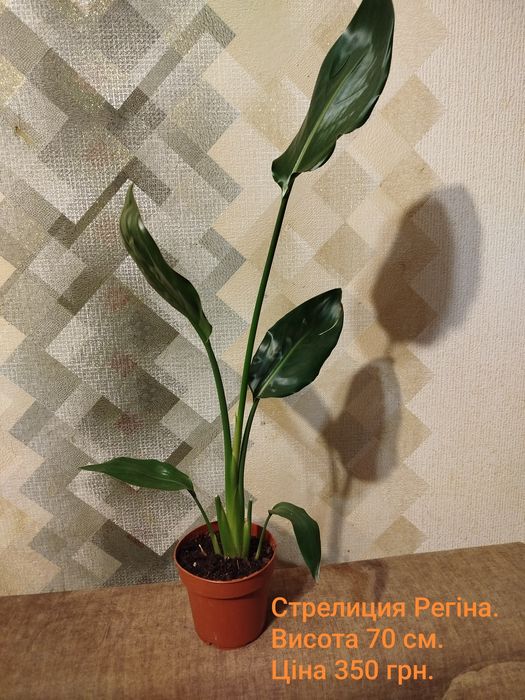 Драцена.Кротони маммі.Фіалка.Стреліция Регіна.Замік Равен.Спатік даймо