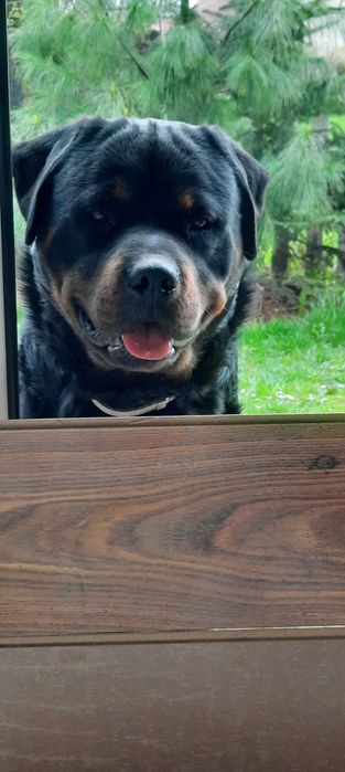 Szczeniak Rottweiler
