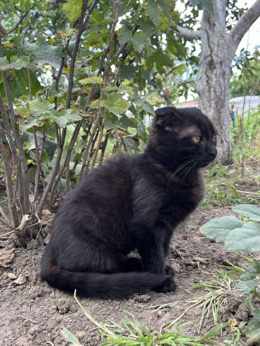 Висловухе чорне кошеня