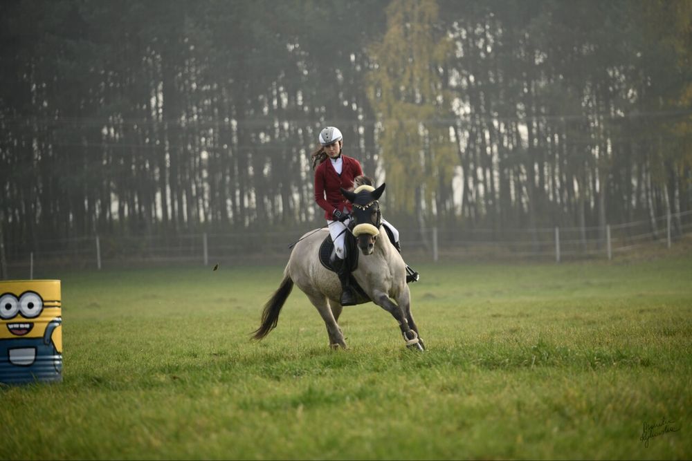 Klacz konik polski