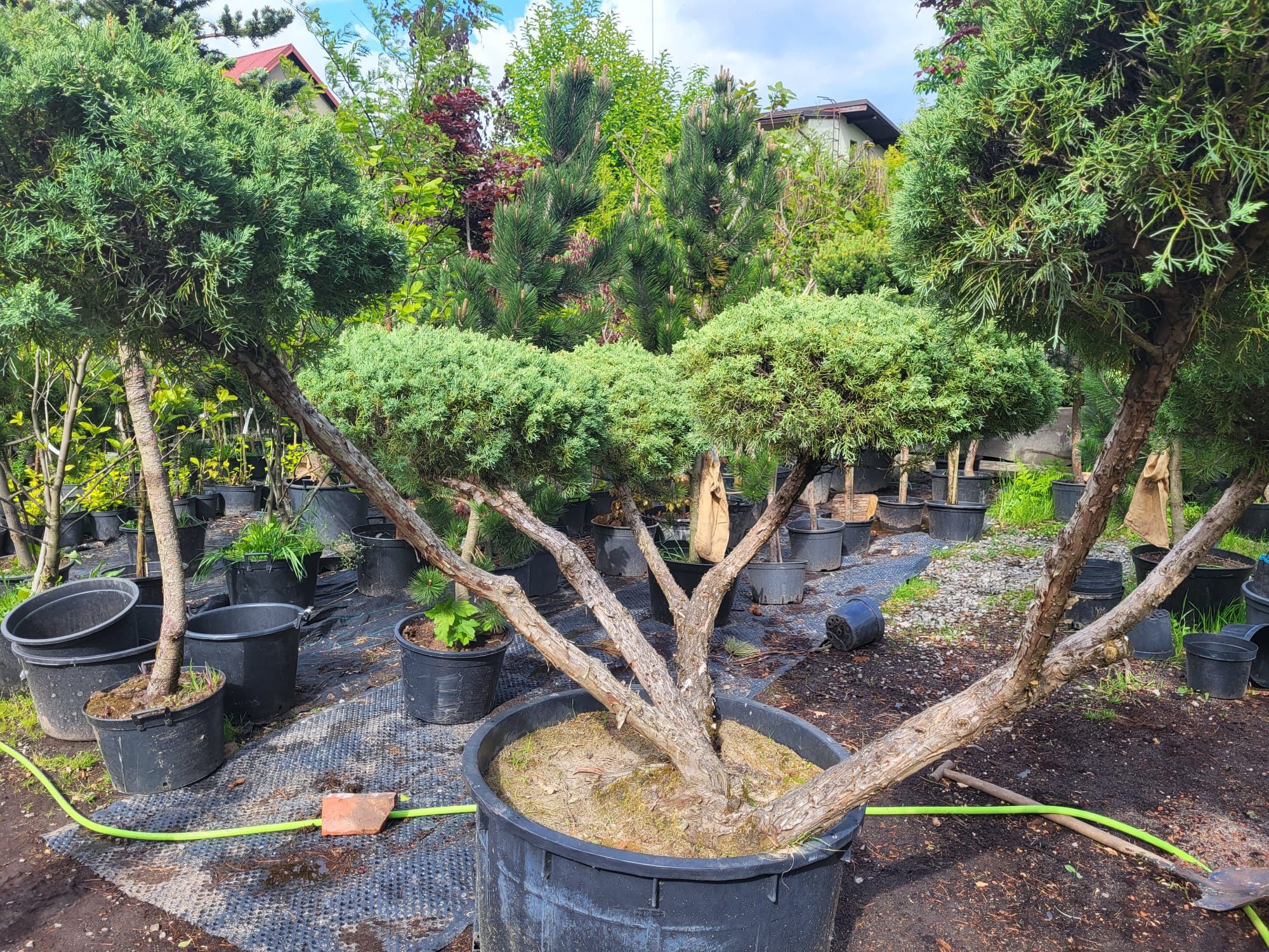 Bonsai Jałowiec 30letni