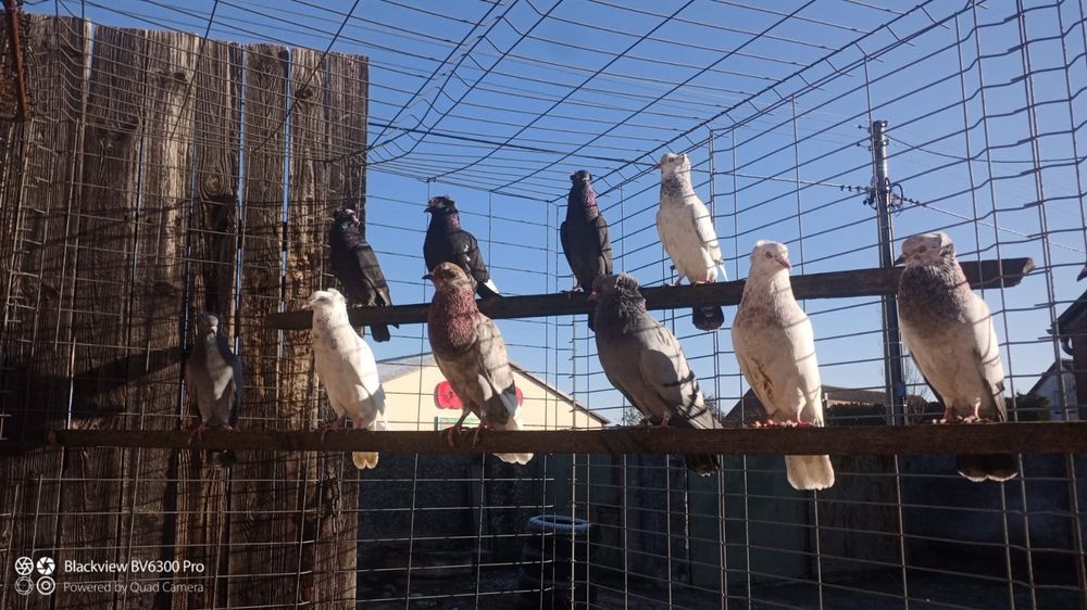 Wyprzedaż likwidacja stada gołębi garłacz ozdobny