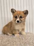 Welsh Corgi Pembroke suczka szczenię metryka dwumiesięczna