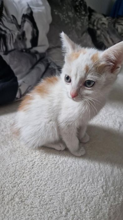 Dwie koteczki do adopcji