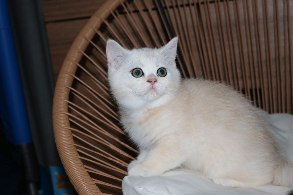 Um gatinho scottish straight  creme