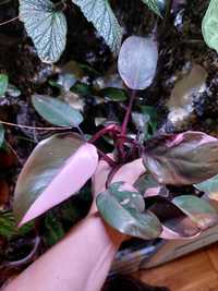 Philodendron Pink Princess