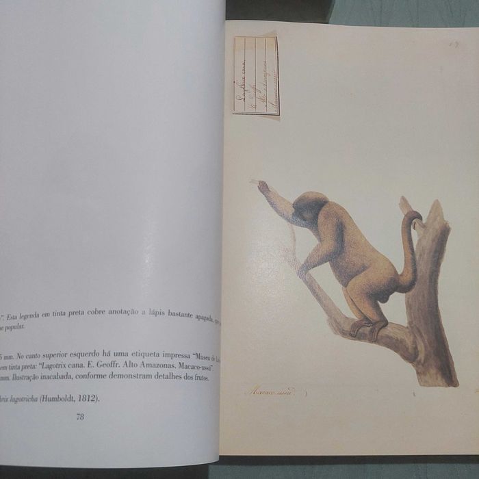 Viagem ao Brasil, de Alexandre Rodrigues Ferreira portes incluídos