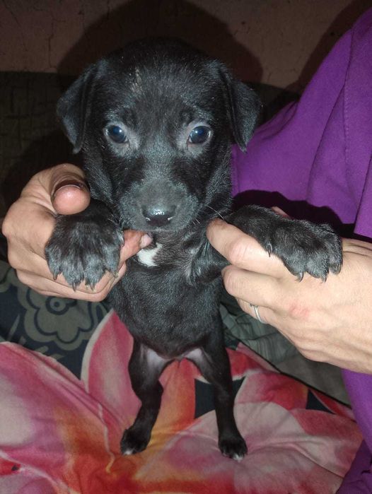 Продам щенков питбуля