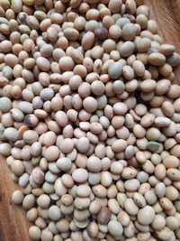 Соя без ГМО 5 кг белок 45%