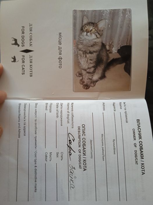 Віддам кішечку в дуже хороші руки (з доплатою)