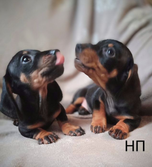 Породисті мініатюрні цуценята