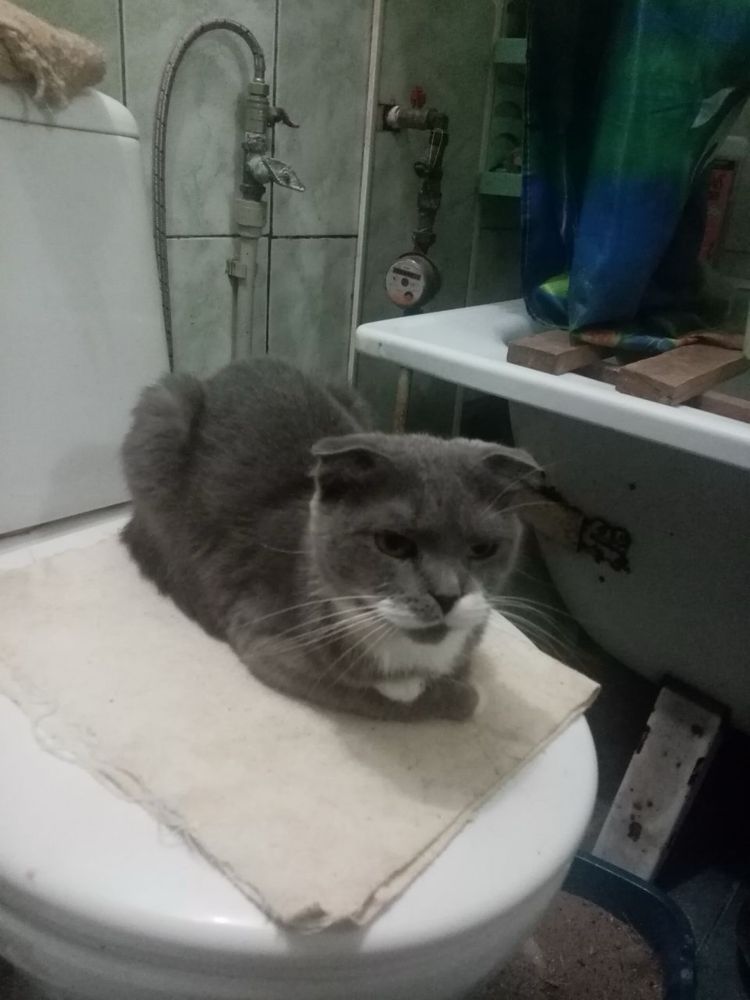 Вислоухая кошка ищет дом