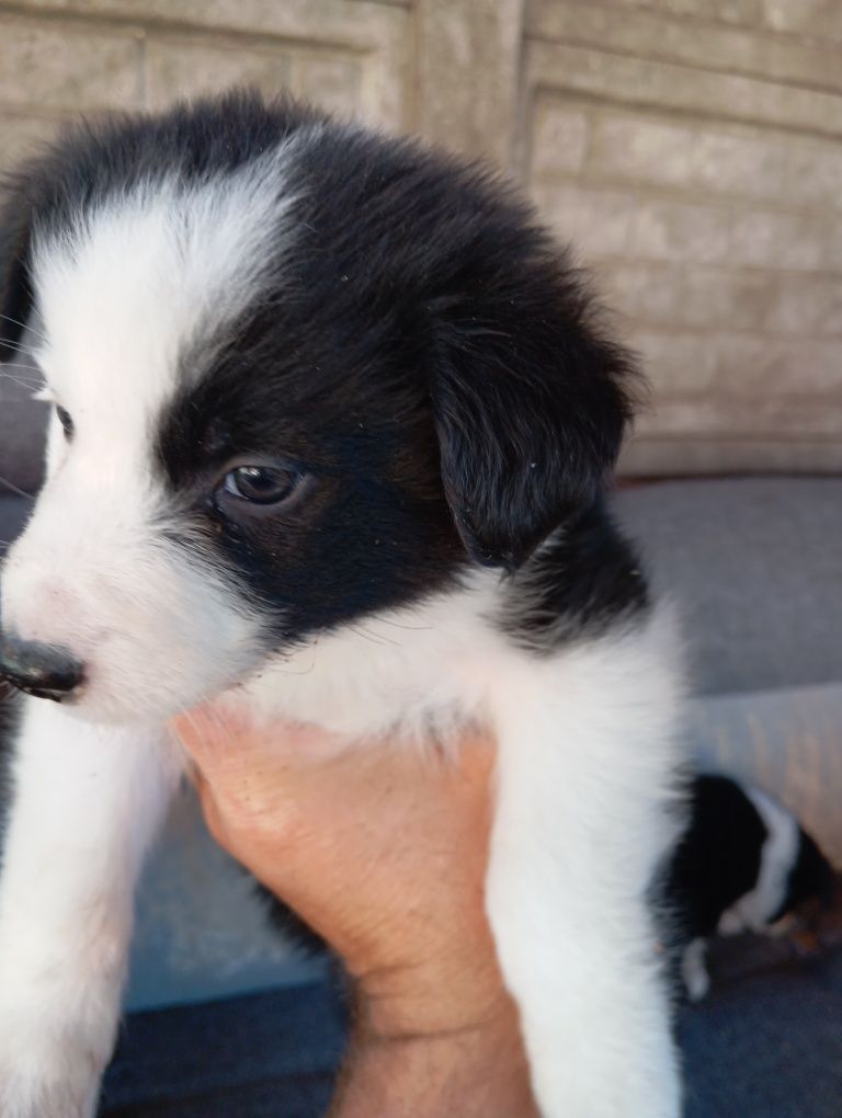 Piesek border collie