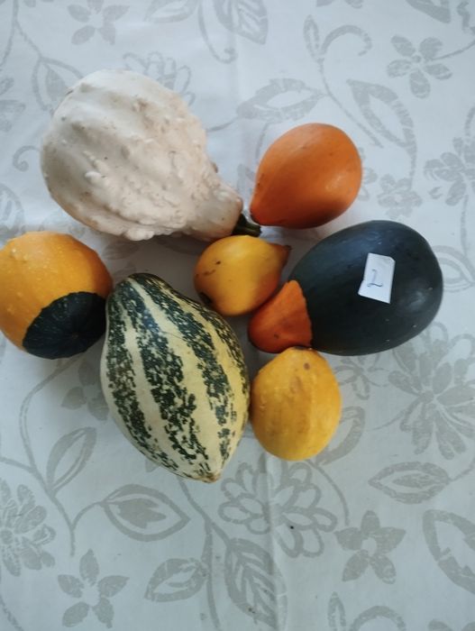 Dynie ozdobne DARY jesieni zestaw 7 sztuk