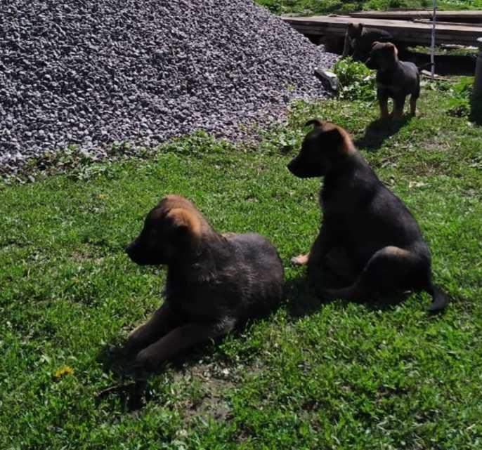 Віддам цуценят німецької робочої вівчарки в добрі руки.