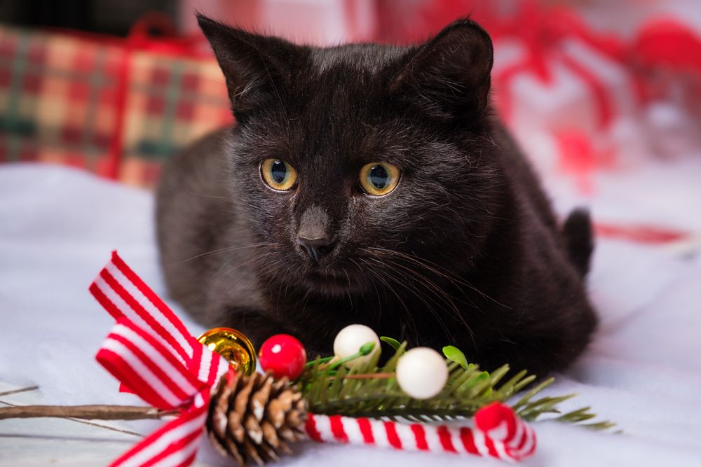 Weles — czarny kociak, który pilnie potrzebuje swojego domu