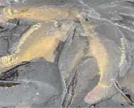 Karp handlowy do stawu