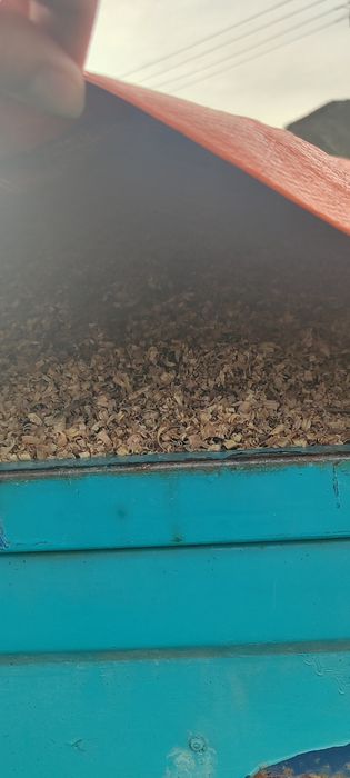 Продам тирсу , дуб, ясен, сосна