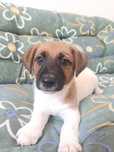 Jack Russell Terrier-Piesek Egon (gotowy do Odbioru)
