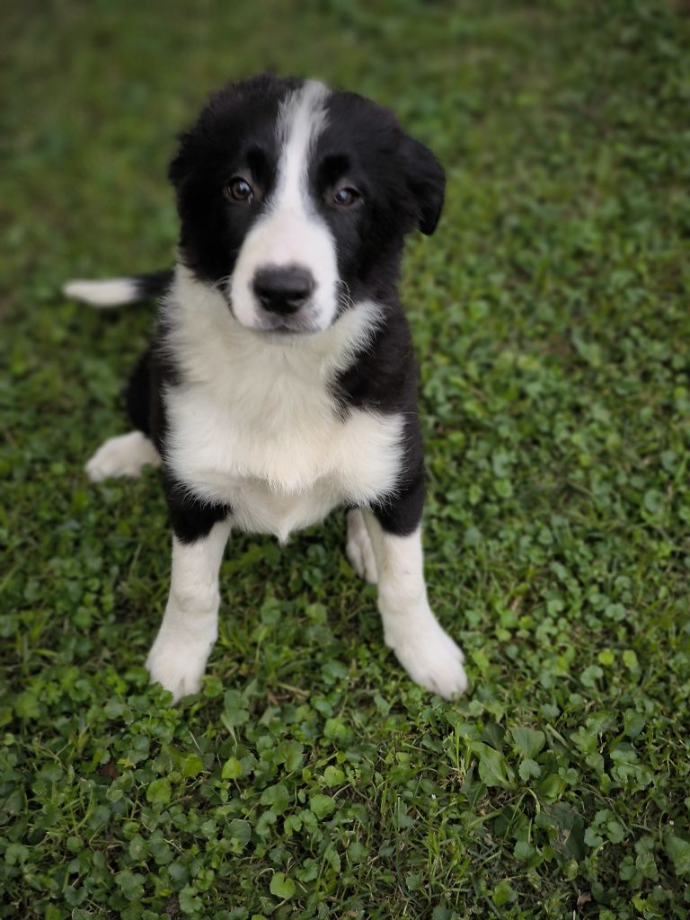 Border collie ZKWP FCI piesek