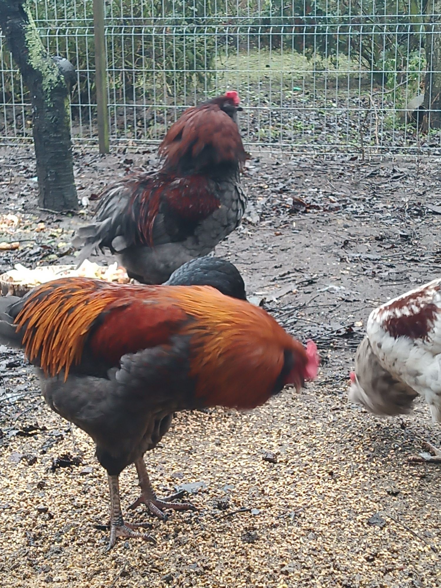 Sprzedam koguty araucana, marans !