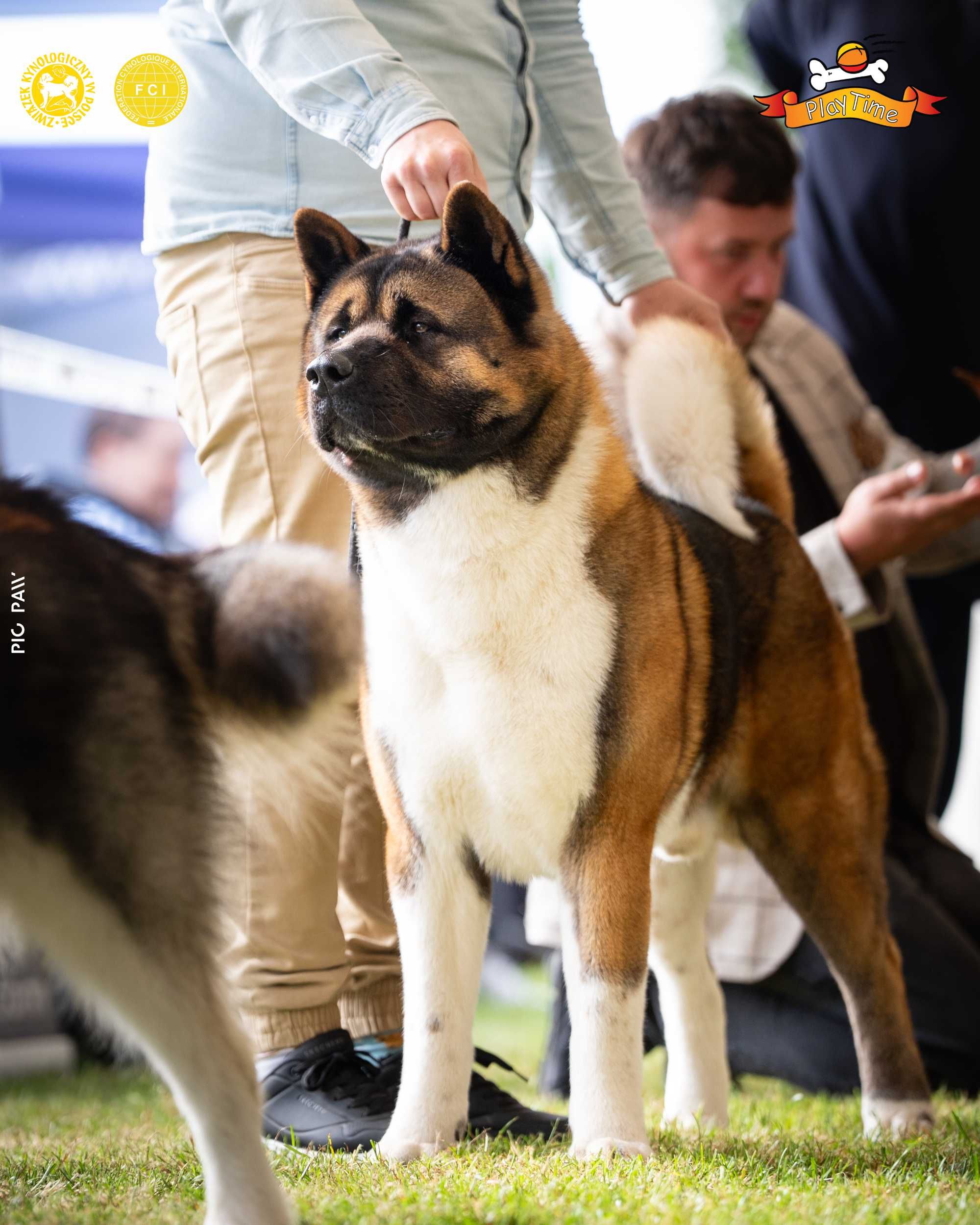 Zapowiedź miotu AKITA AMERYKAŃSKA - jesień 2025 - hodowla PlayTime FCI